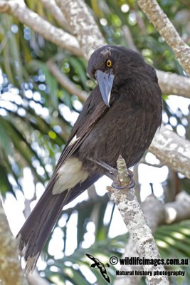 Lord Howe Pied Currawong 1068.jpg