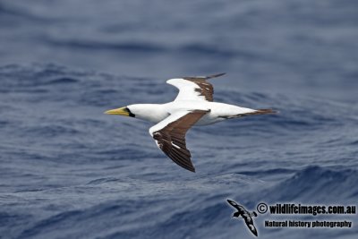 Masked Booby 5049.jpg