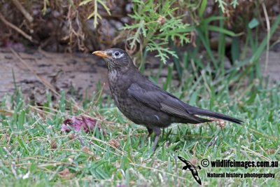 Common Blackbird 4620.jpg