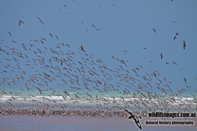 Shorebird flock a0383.jpg
