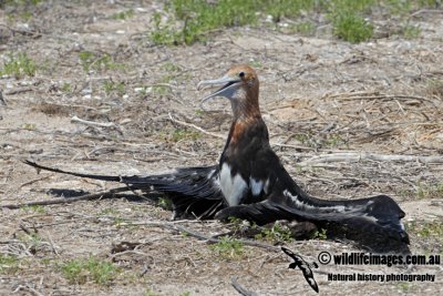 Lesser Frigatebird 1246.jpg