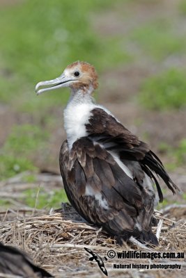 Lesser Frigatebird 8368.jpg