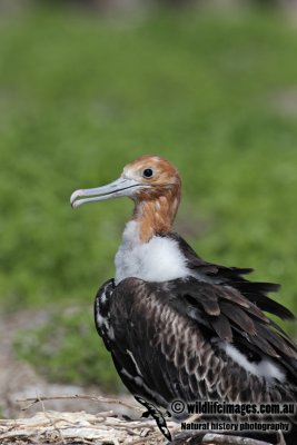 Lesser Frigatebird 8384.jpg