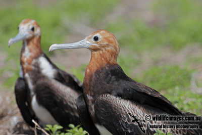 Lesser Frigatebird