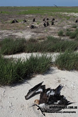 Lesser Frigatebird 8403.jpg