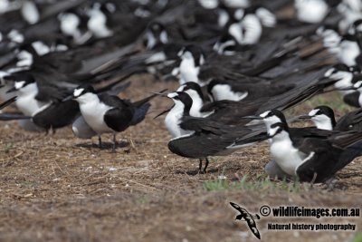 Sooty Tern 8244.jpg