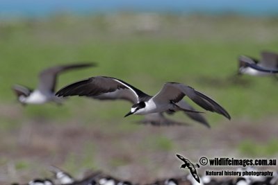 Sooty Tern 8265.jpg