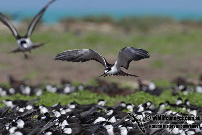 Sooty Tern 8313.jpg