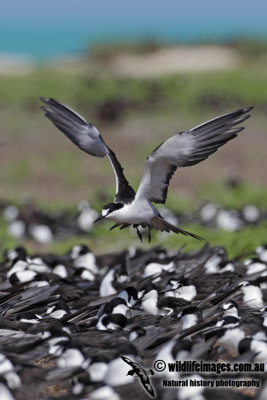 Sooty Tern 8320.jpg