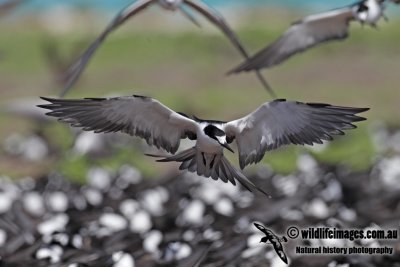 Sooty Tern 8329.jpg