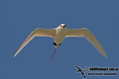 Red-tailed Tropicbird 9705.jpg