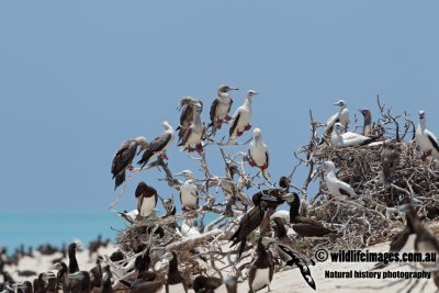 Red-footed Booby 0594.jpg