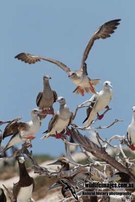Red-footed Booby 0603.jpg