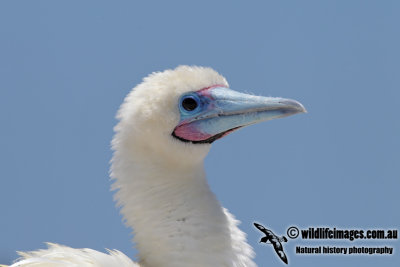 Red-footed Booby 0624.jpg