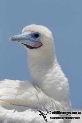 Red-footed Booby 0630.jpg