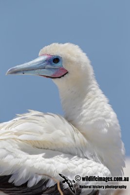 Red-footed Booby 0645.jpg