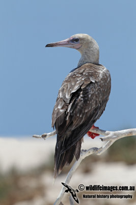 Red-footed Booby 0654.jpg