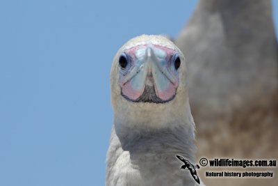 Red-footed Booby 0668.jpg