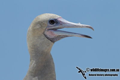 Red-footed Booby 0669.jpg