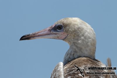 Red-footed Booby 0671.jpg