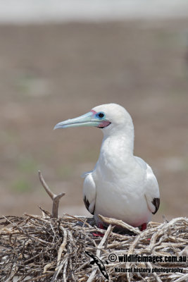 Red-footed Booby 8494.jpg