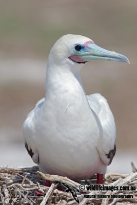 Red-footed Booby 8506.jpg