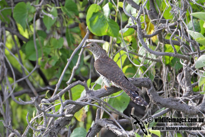 Oriental Cuckoo 8064.jpg