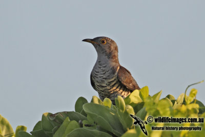 Oriental Cuckoo 9536.jpg