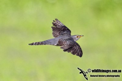 Oriental Cuckoo 9596.jpg