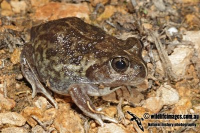 Neobatrachus pictus 3311.jpg