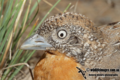 Button-quail