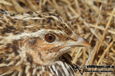 Stubble Quail 3914.jpg