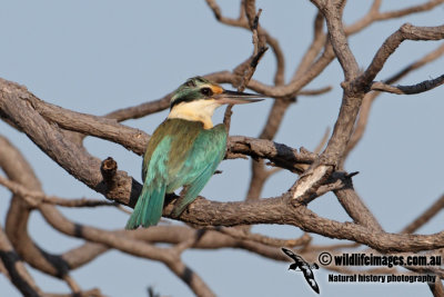 Sacred Kingfisher 1126.jpg