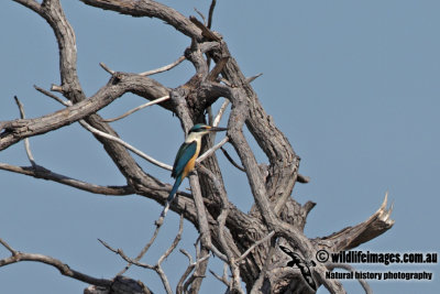 Sacred Kingfisher 9693.jpg