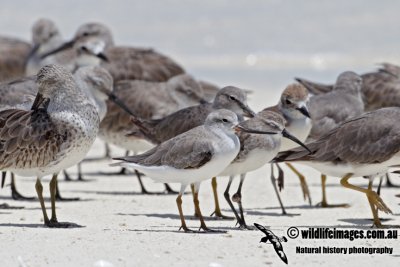 Terek Sandpiper 9147.jpg