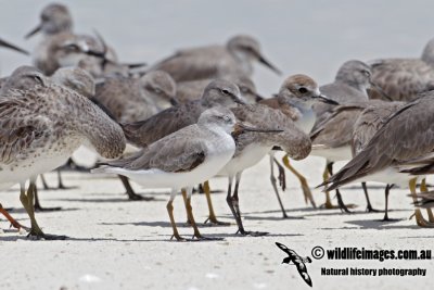 Terek Sandpiper 9150.jpg