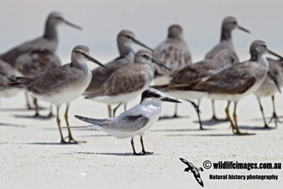 Little Tern 9107.jpg