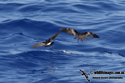 Matsudaira's Storm-Petrel 2924.jpg