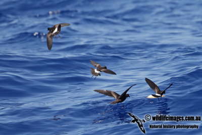 Matsudaira's Storm-Petrel 2945.jpg