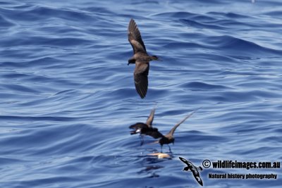 Matsudaira's Storm-Petrel 2970.jpg