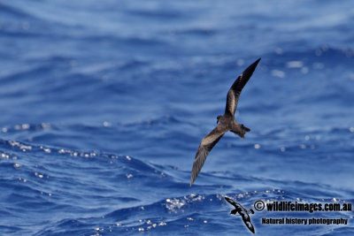 Matsudaira's Storm-Petrel 3156.jpg