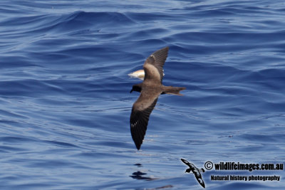 Matsudaira's Storm-Petrel 3229.jpg