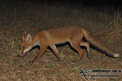 Red Fox 4208.jpg
