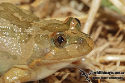 Limnodynastes fletcheri 4195.jpg