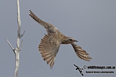 Pallid Cuckoo 2135.jpg