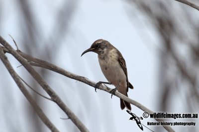 Black Honeyeater 3187.jpg