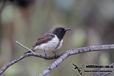 Black Honeyeater 4853.jpg