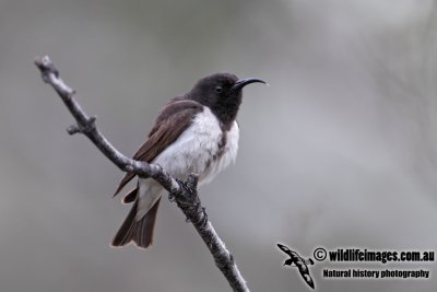 Black Honeyeater 4883.jpg