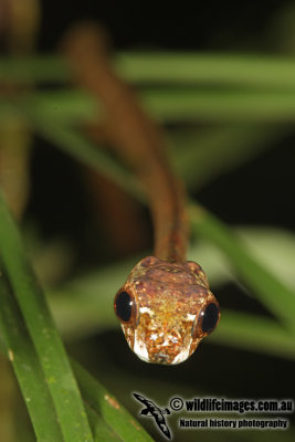 Blunt-headed Slug Snake - Aplopeltura boa