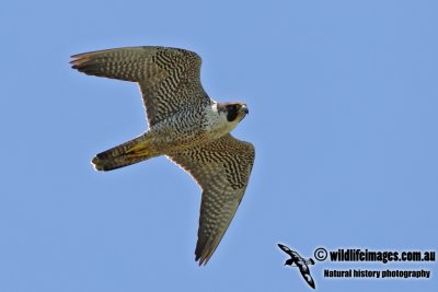 Peregrine Falcon